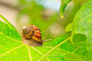 snail.