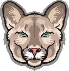 Cougar (Puma)