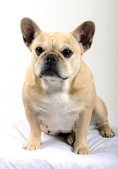 Bouledogue français