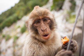 Ape of Gibraltar