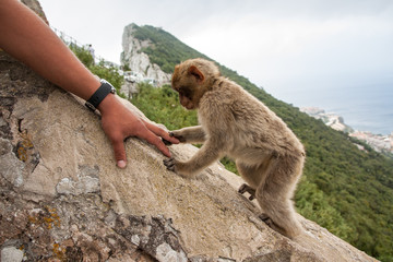 Ape of Gibraltar shaking hand with tourist