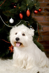 West haigland white terrier with christmass-tree decorations.