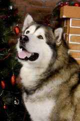 Malamute with christmass-tree decorations.