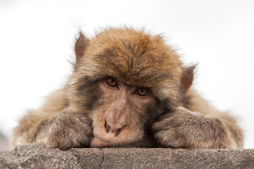 Ape of Gibraltar