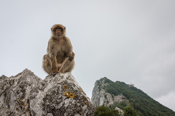Ape of Gibraltar