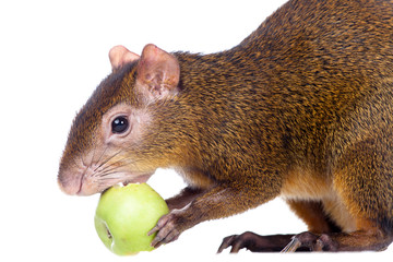 Central American agouti (Dasyprocta punctata)