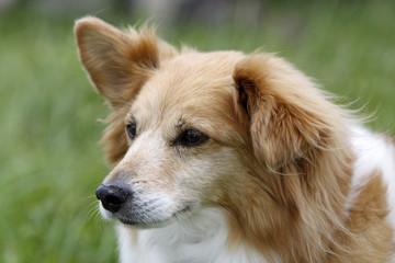Corgi-Mischling