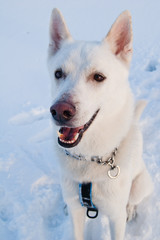 Portrait of a white dog in winter in a wood