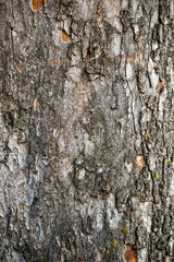 Tree crust