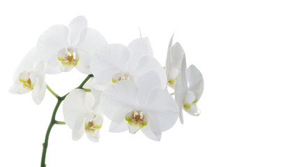 Fototapeta na wymiar white orchids