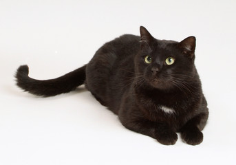 Chat noir allongé