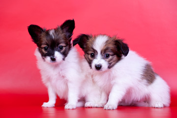Two Papillon Puppies (Continental Toy Spaniel), on red