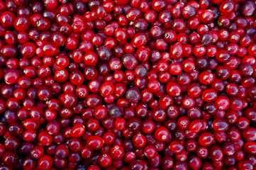 Cranberry