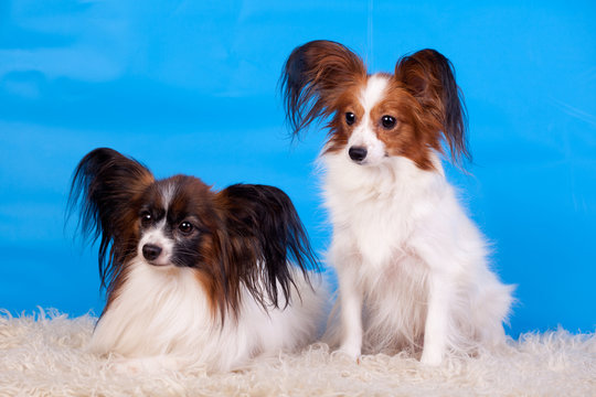 Papillons, (Continental Toy Spaniel)