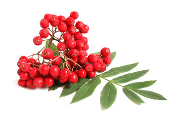 Branch of ashberry with green leaf