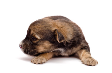 puppy on white background