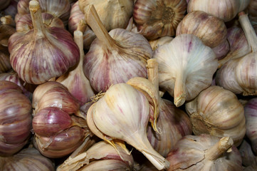 Garlic
