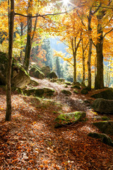 foresta in autunno