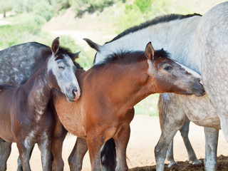 little Andalusian foals with moms in paddock, hot day . Spain