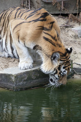 Shots of an animal in the zoo