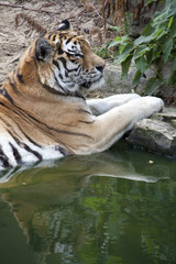 Shots of an animal in the zoo