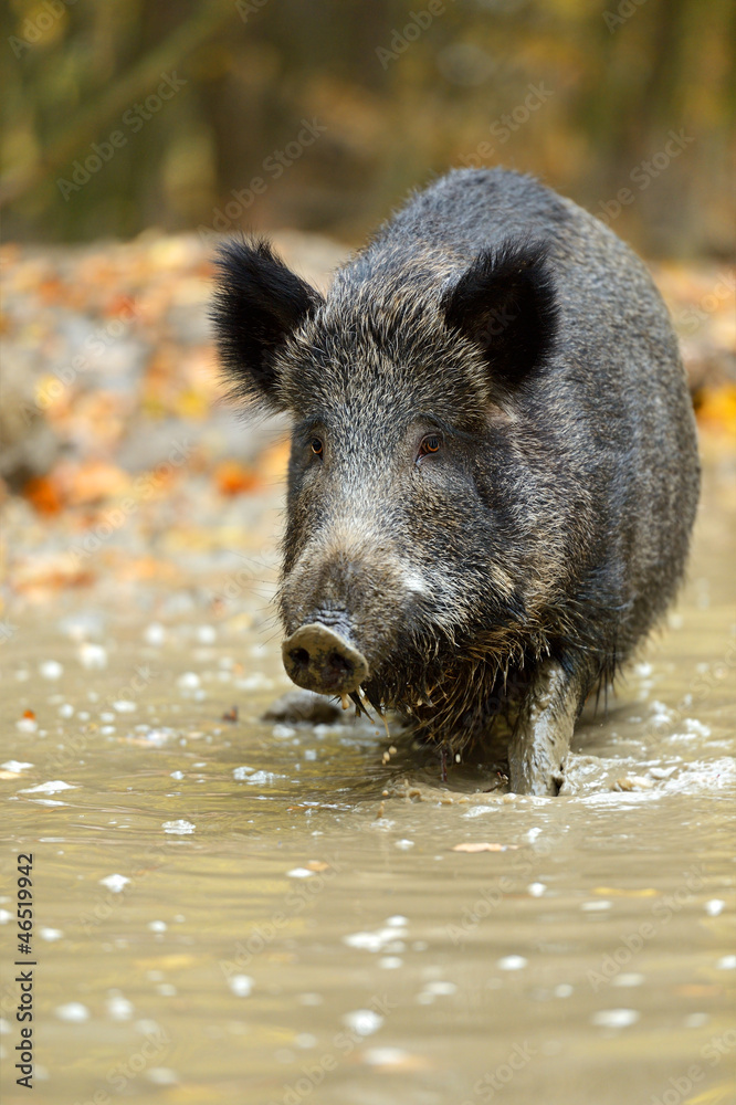 Wall mural wild pig