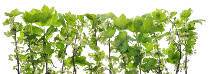 Obraz premium Currant flowers branches