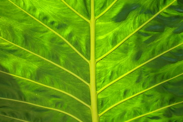 Texture of a green leaf as background