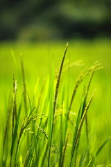 Naklejka premium Rice Paddy's growing up in the organic farms of India