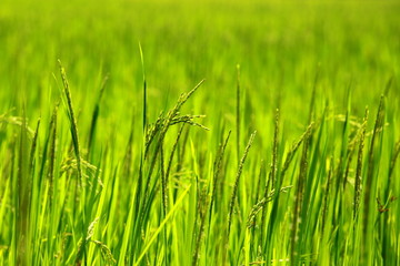 Rice Paddy's growing up in the organic farms of India
