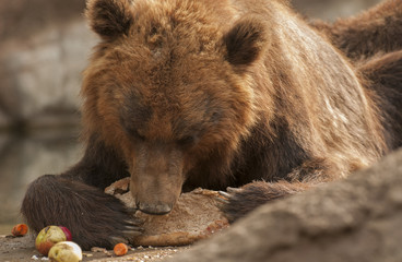 Brown bear