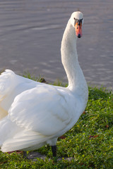 Swan.