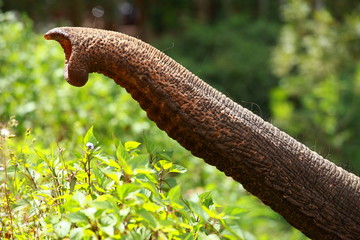 Close up of asian elephant trunk