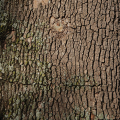 lime-surface-brown
