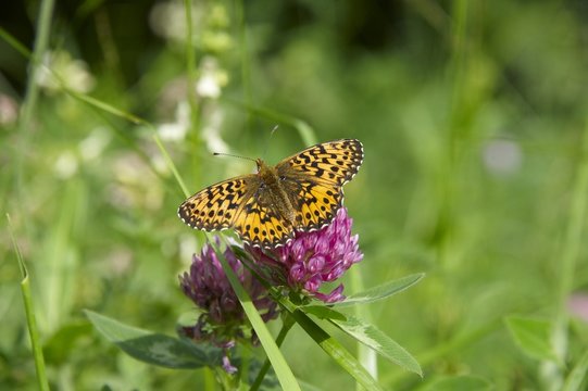 papillon