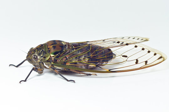 cicada