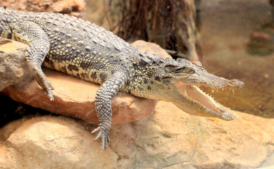 Fototapeta premium crocodile open mouth