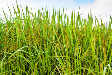 Paddy rice in field