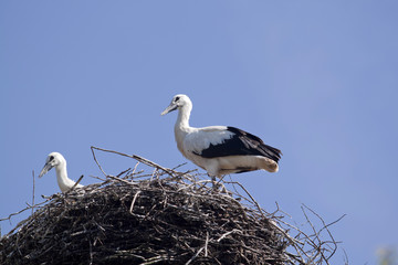 Young stork in his nest