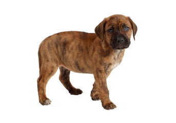 Obraz premium Chiot batard