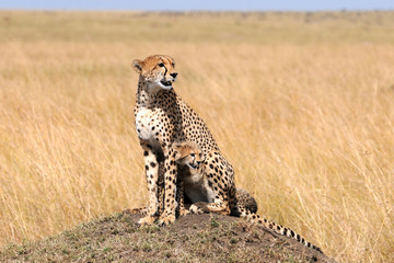 Gepardin mit Baby