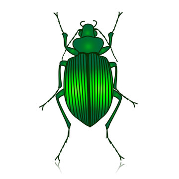 Scarab&eacute;e vert