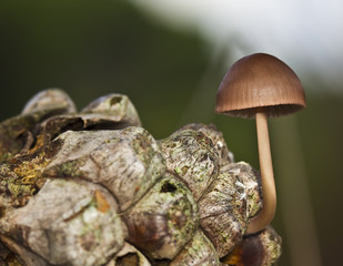 Mycena Seynesii