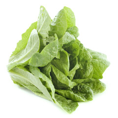 Romaine lettuce