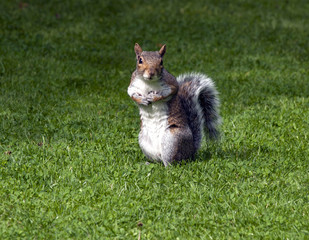 Squirrel