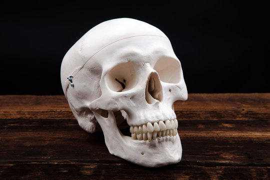 Human Scull