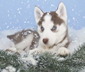 Winter Husky Puppy