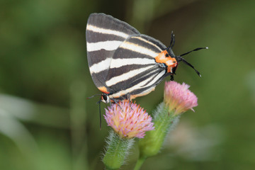 Panthiades bathildis - (Zebra-striped Hairstreak)