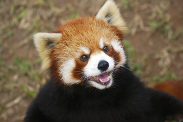 Obraz premium Red panda, Guangzhou, China