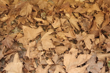 FOGLIE SECCHE